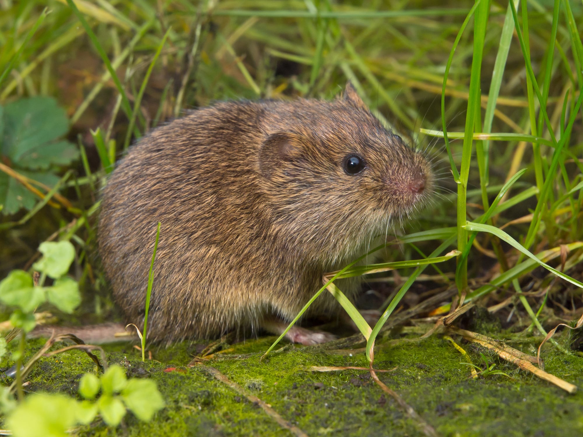 Gophers, voles and ground squirrels: when and how to get rid of