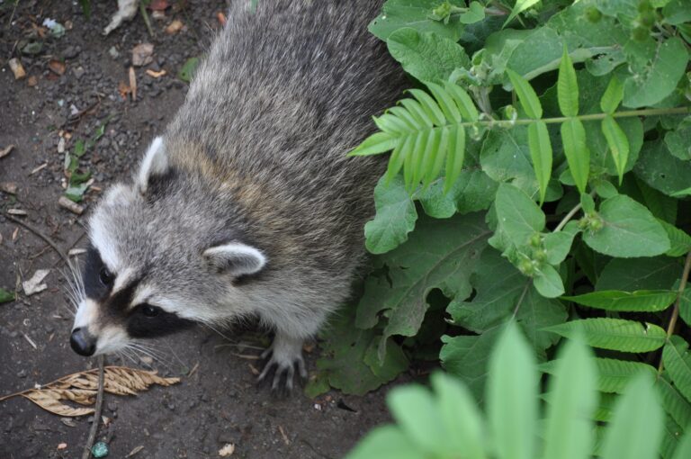 What’s digging up my yard? Skunks or raccoons? Poulin's Pest Control