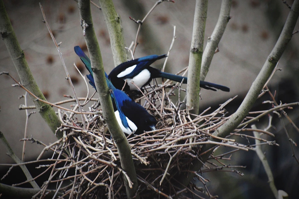 Black-billed Magpies In Nest On Tree