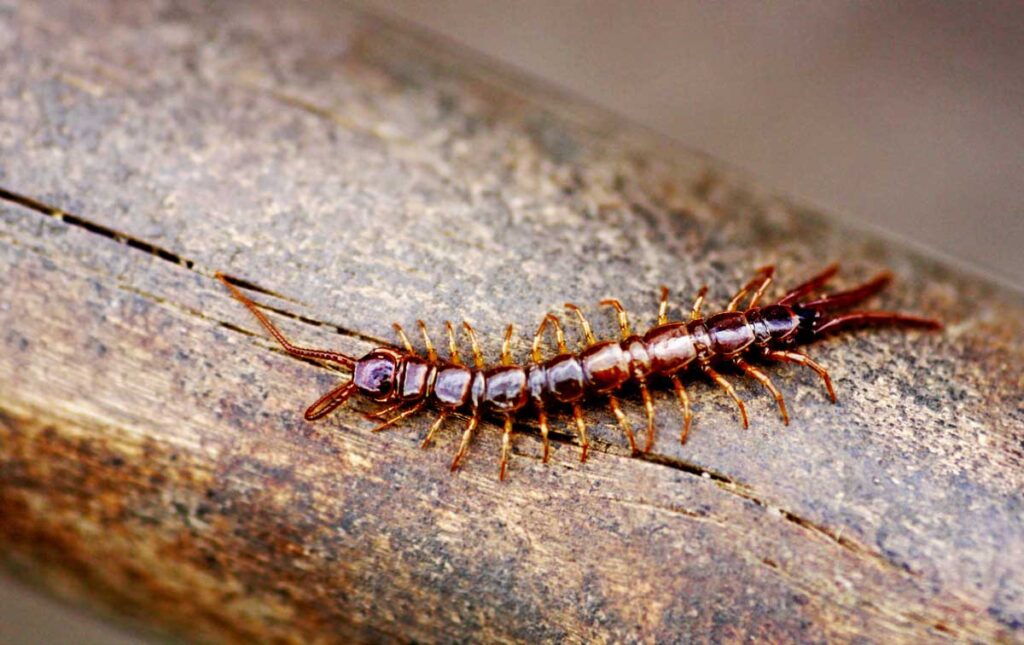 Centipede on the wood