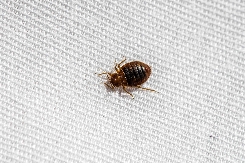 bed bug on linen