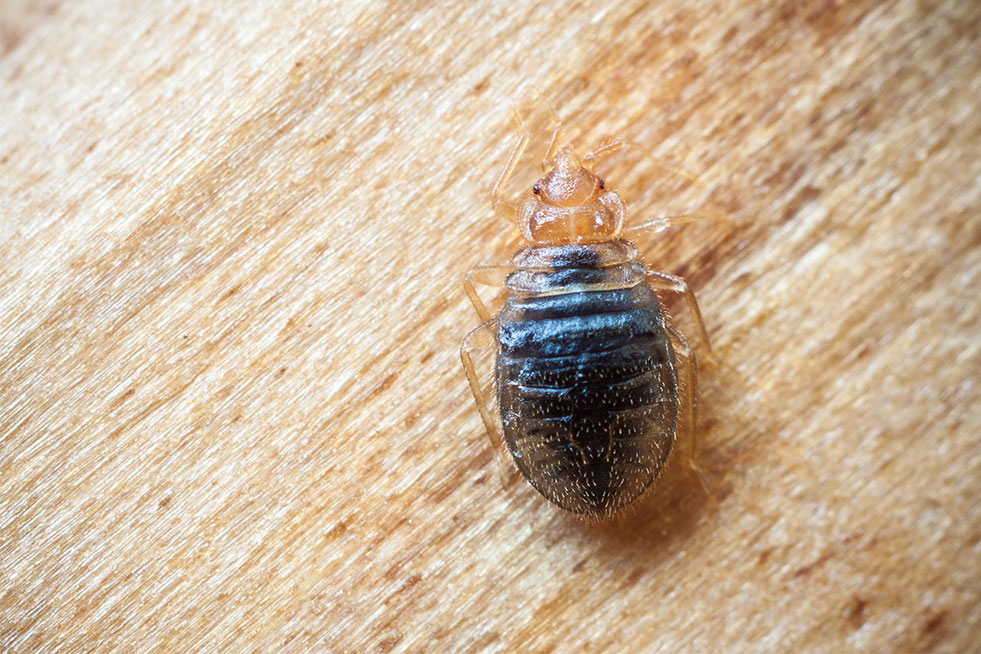 bed bug on wood