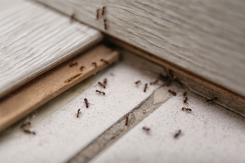 black ant colony on the floor