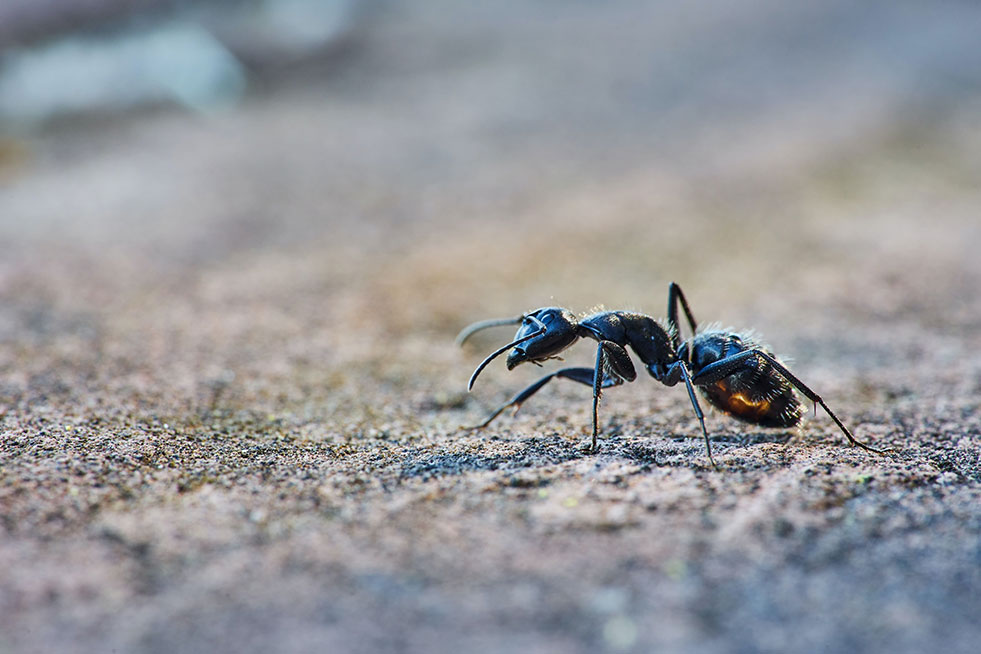 black ant on the ground