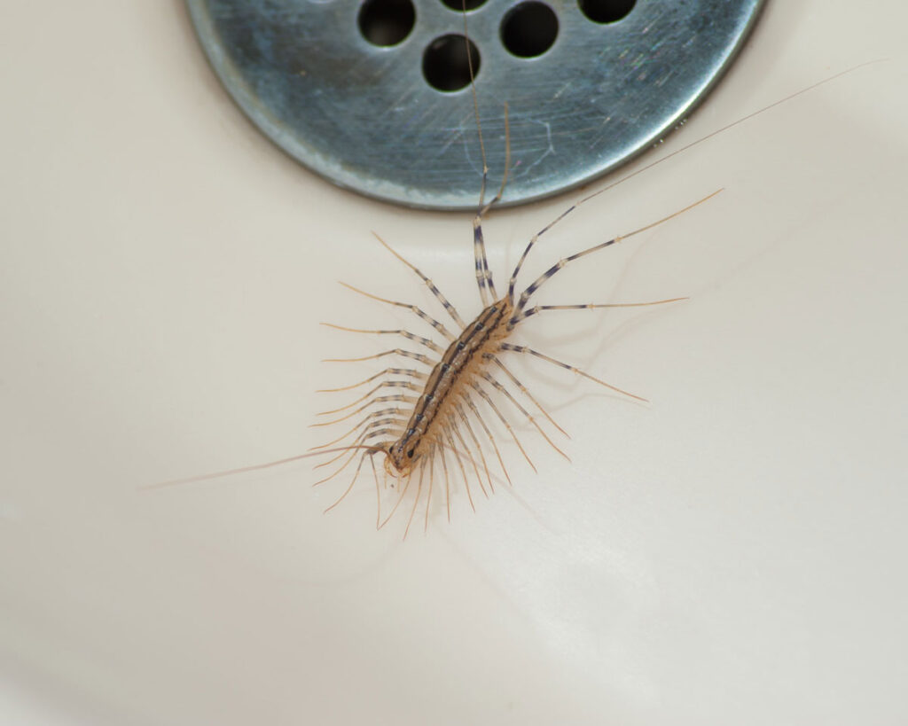 centipede in the bathroom sink drain