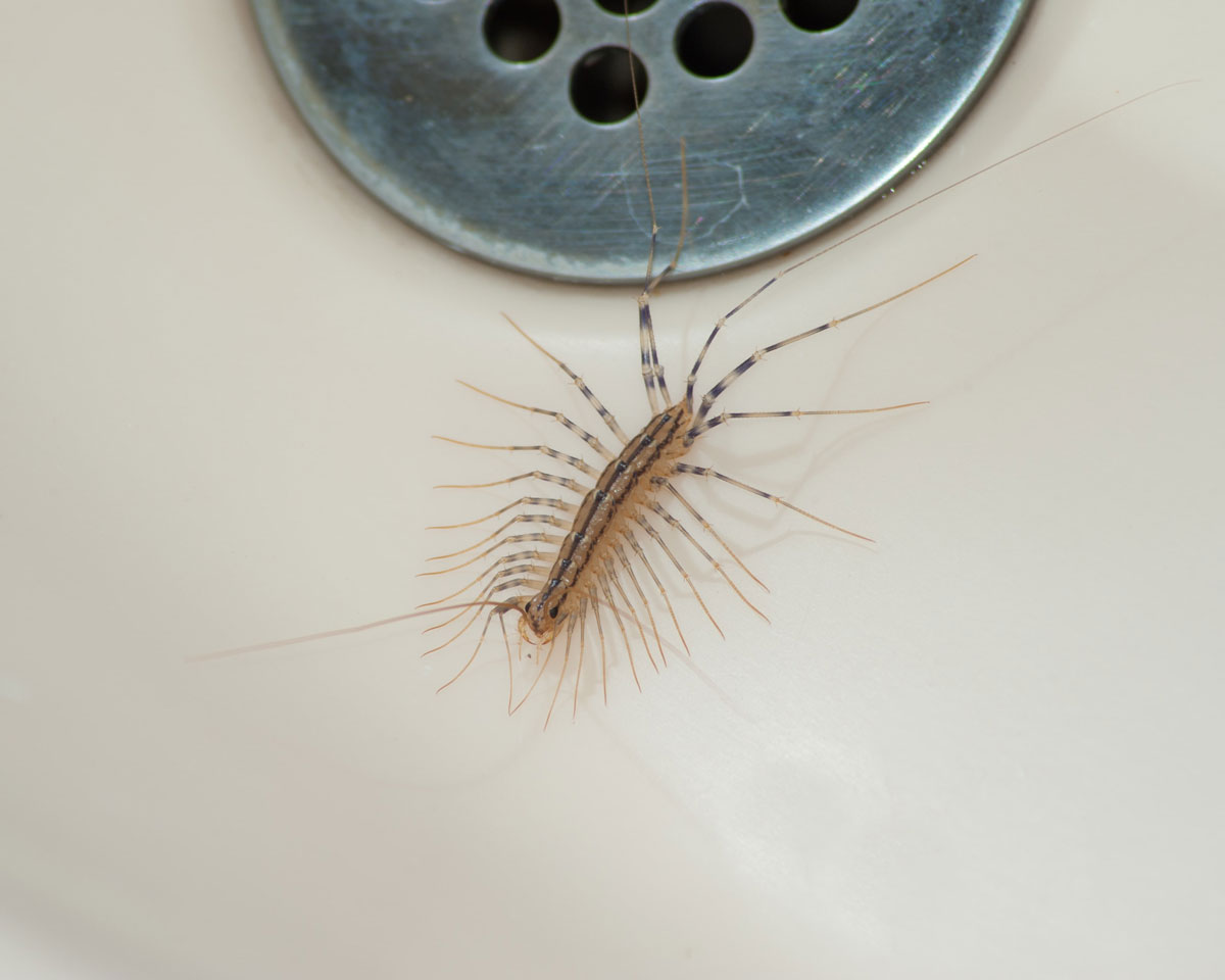 Centipede control in Calgary - Poulins Pest Control