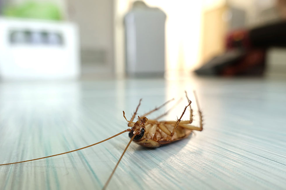 dead cockroach in the kitchen