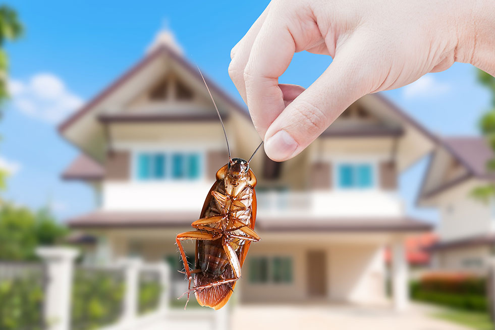 hand holding cockroach in fornt of the house