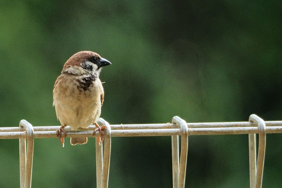 sparrow on a fence