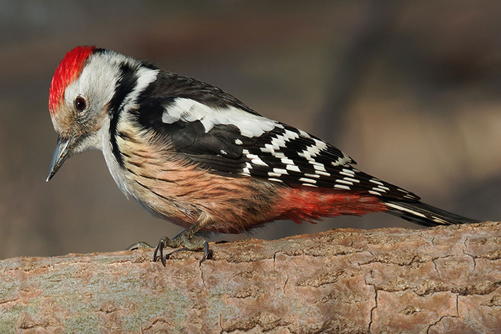 woodpecker on a tree