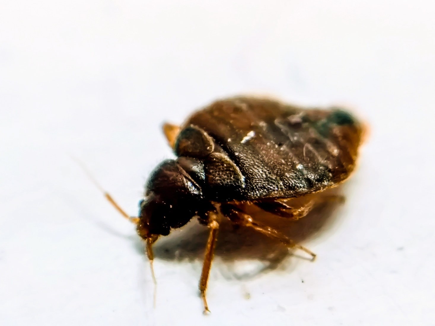 Life stages and cycles of bed bugs - Poulin's Pest Control