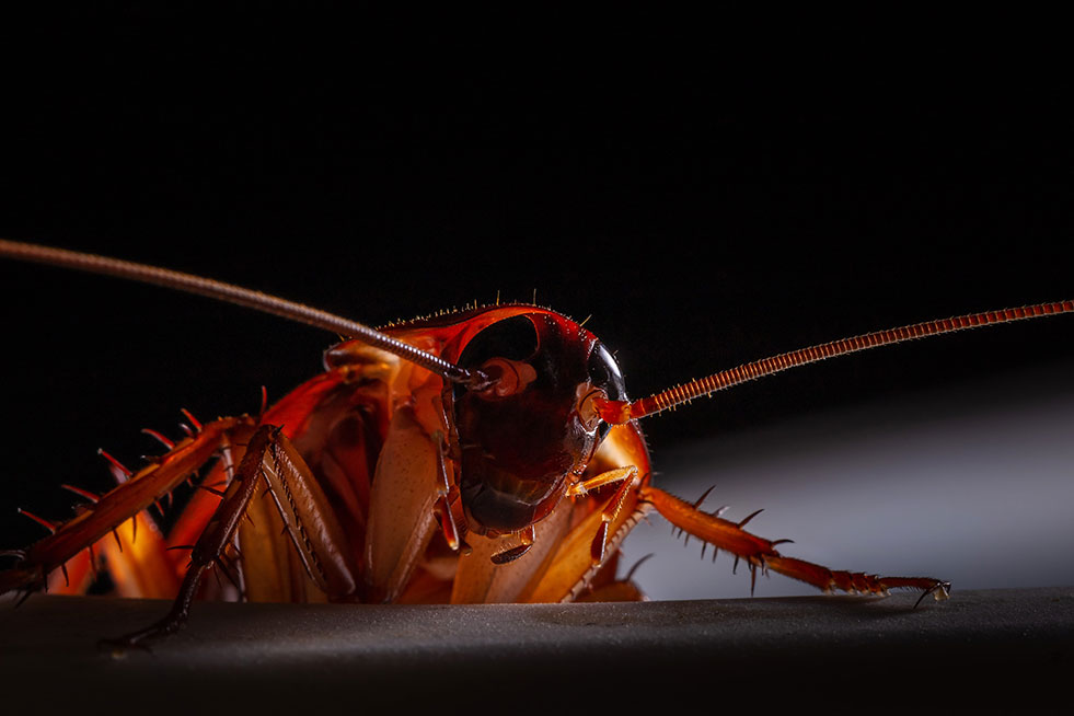 Close-up of red cockroach head at night