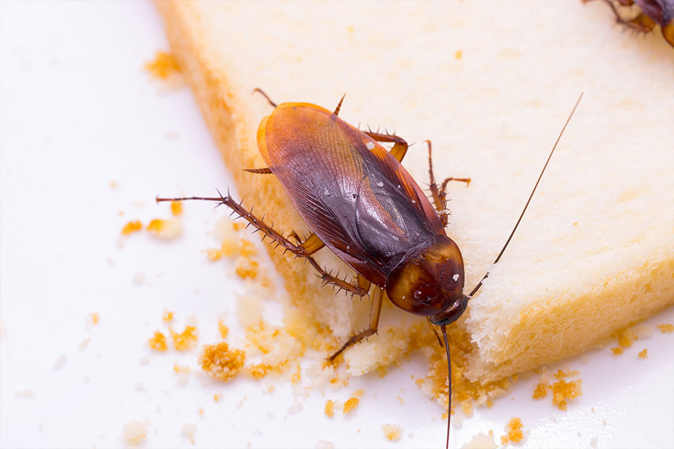 Close up photo of a cockroach on a slice of bread