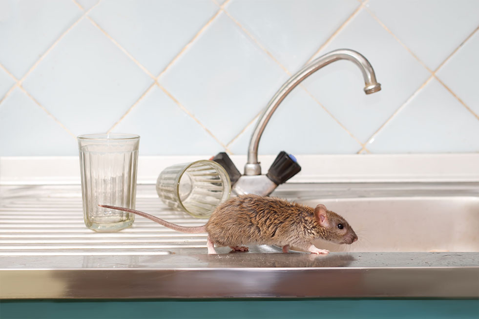 Closeup of a young rat that sits on the kitchen sink