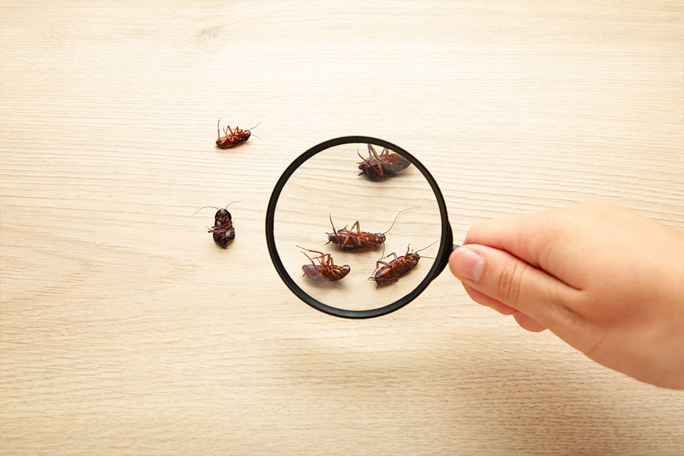 Dead cockroaches on floor zooming by magnifying glass