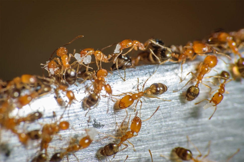 Group-of-pharaoh-ants-roaming-around-for-food