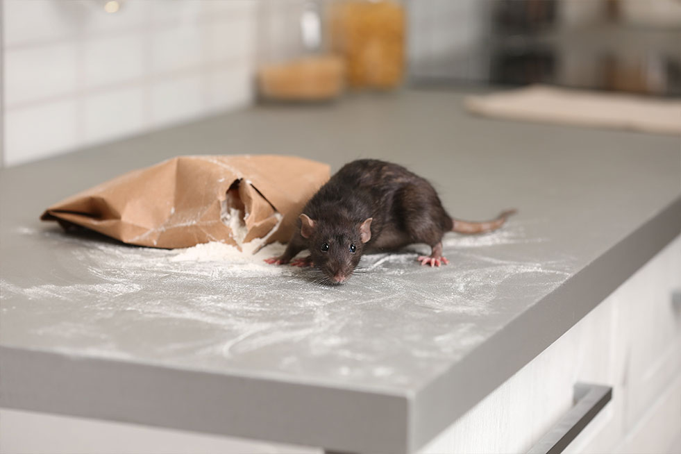 Rat near gnawed bag of flour on kitchen counter