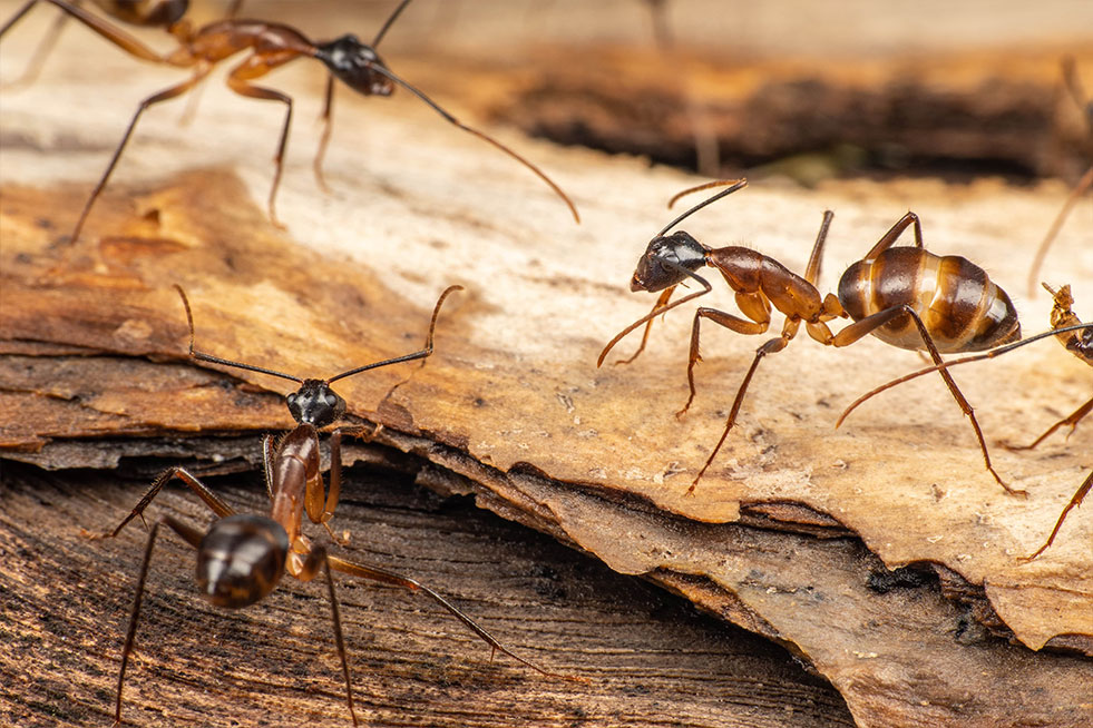carpenter ants foraging on dead wood