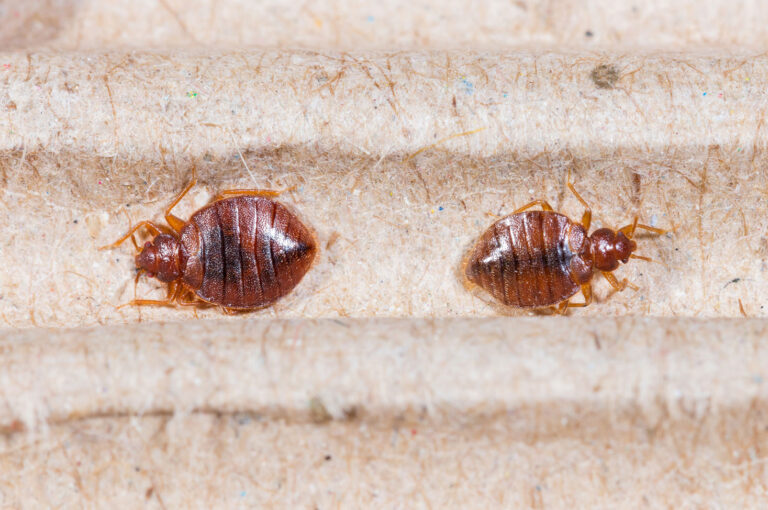 Do bed bugs hibernate in winter? Poulin's Pest Control
