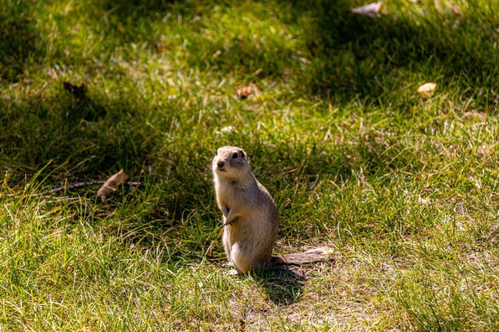 Is it a gopher or a ground squirrel? - Poulin's Pest Control