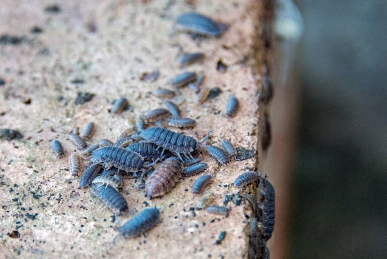 Why Do Sowbugs Have Such Tiny Eyes