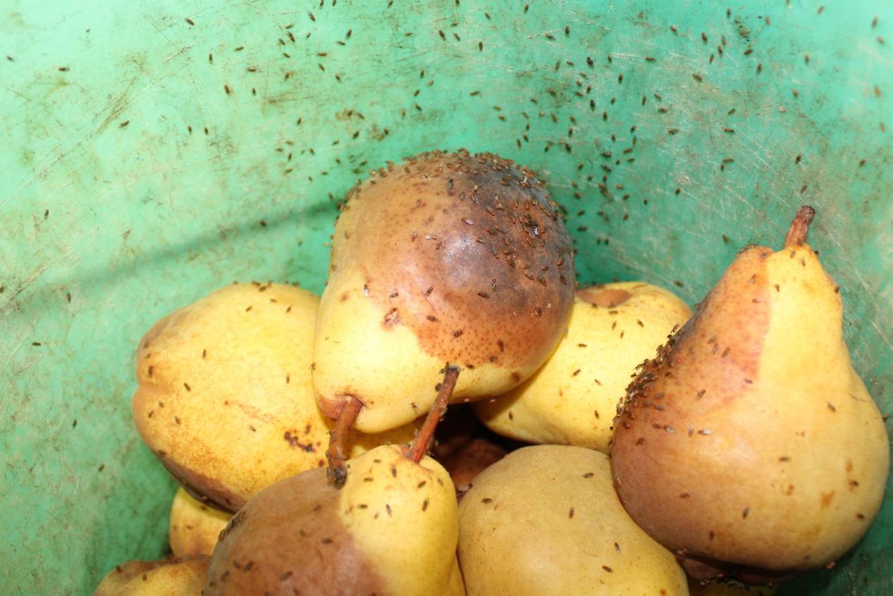 Don’t let fruit flies ruin your summer Poulin's Pest Control