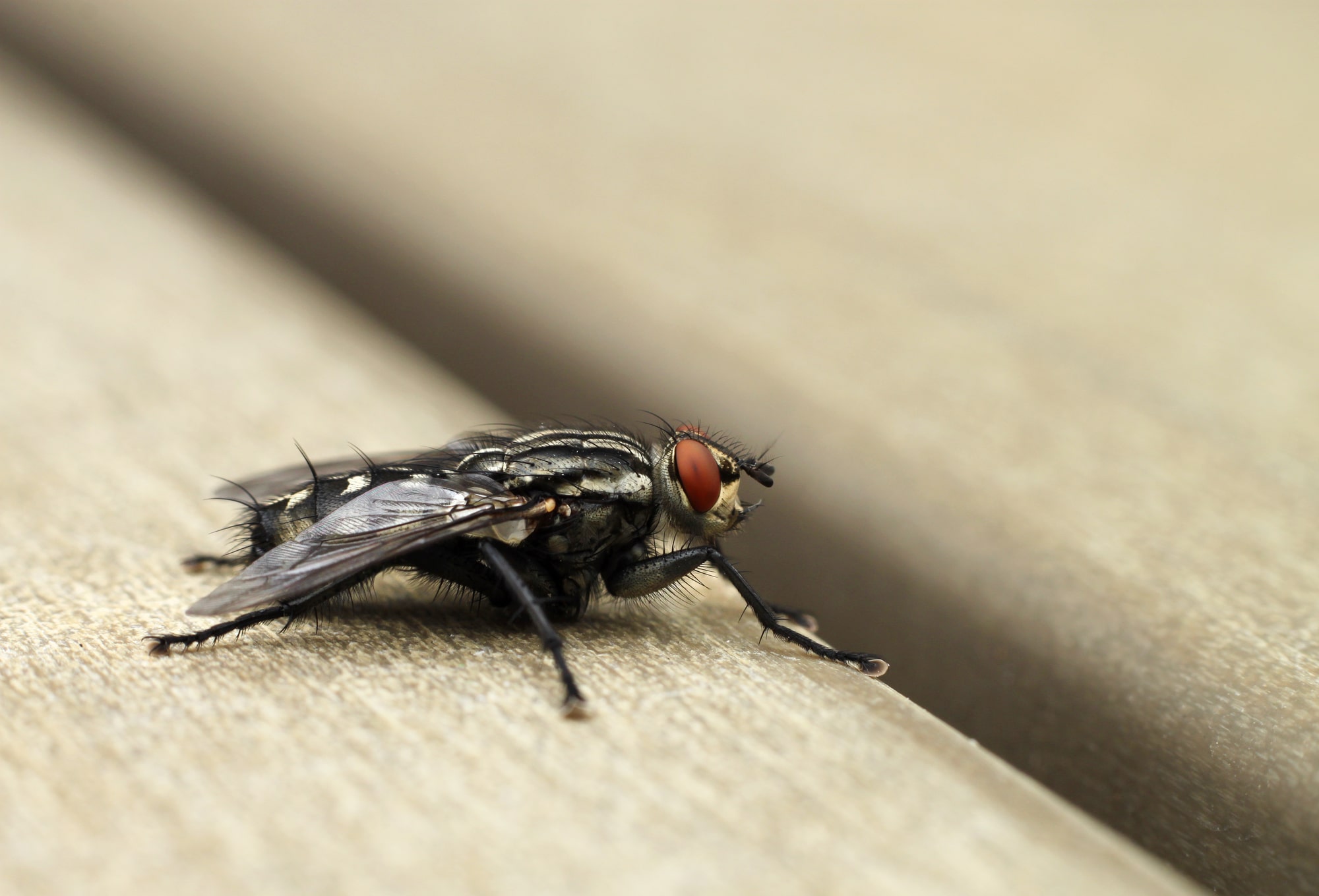 What's the difference between house flies and cluster flies