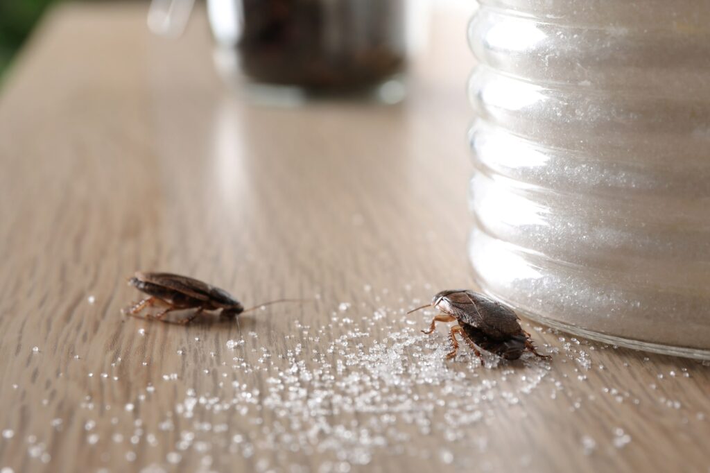 Facts You Never Wanted To Know About Cockroaches Poulin S Pest Control