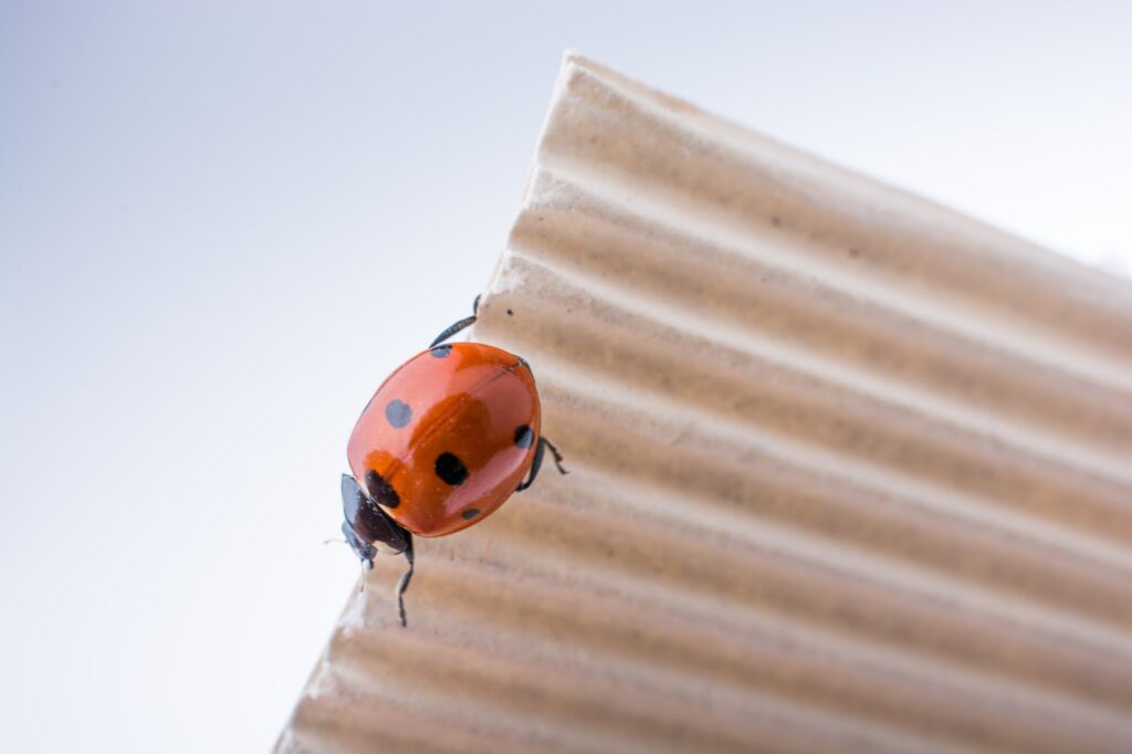 Is it a ladybug or something else? Poulin's Pest Control