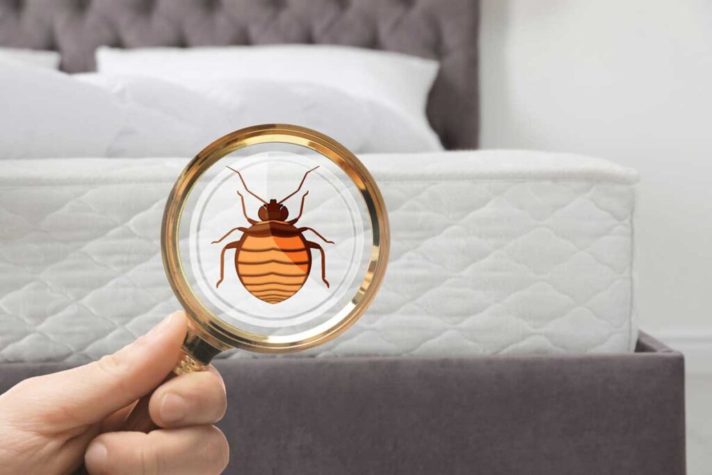 Bed Bugs Facts