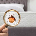 Bed Bugs Facts