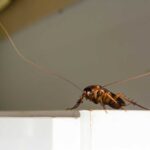 PoulinsPest_Control_Cockroaches