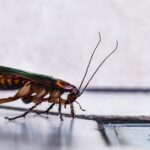 Cockroach