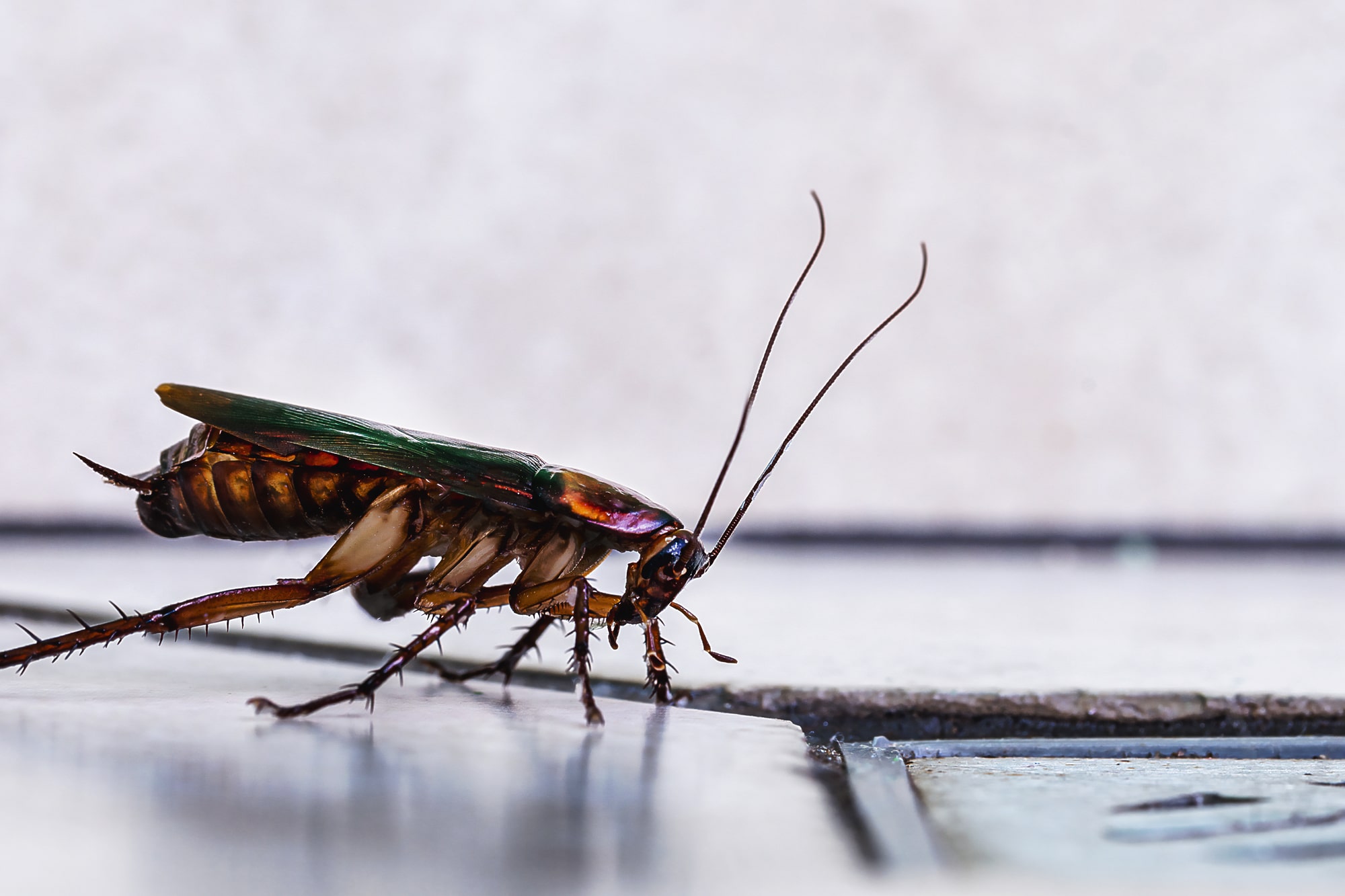 Holiday havoc: managing a cockroach infestation during the festive ...