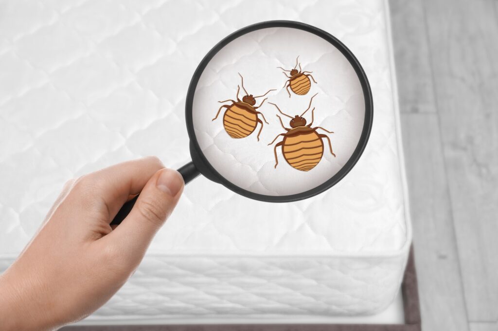 Bed bug checking with the lens