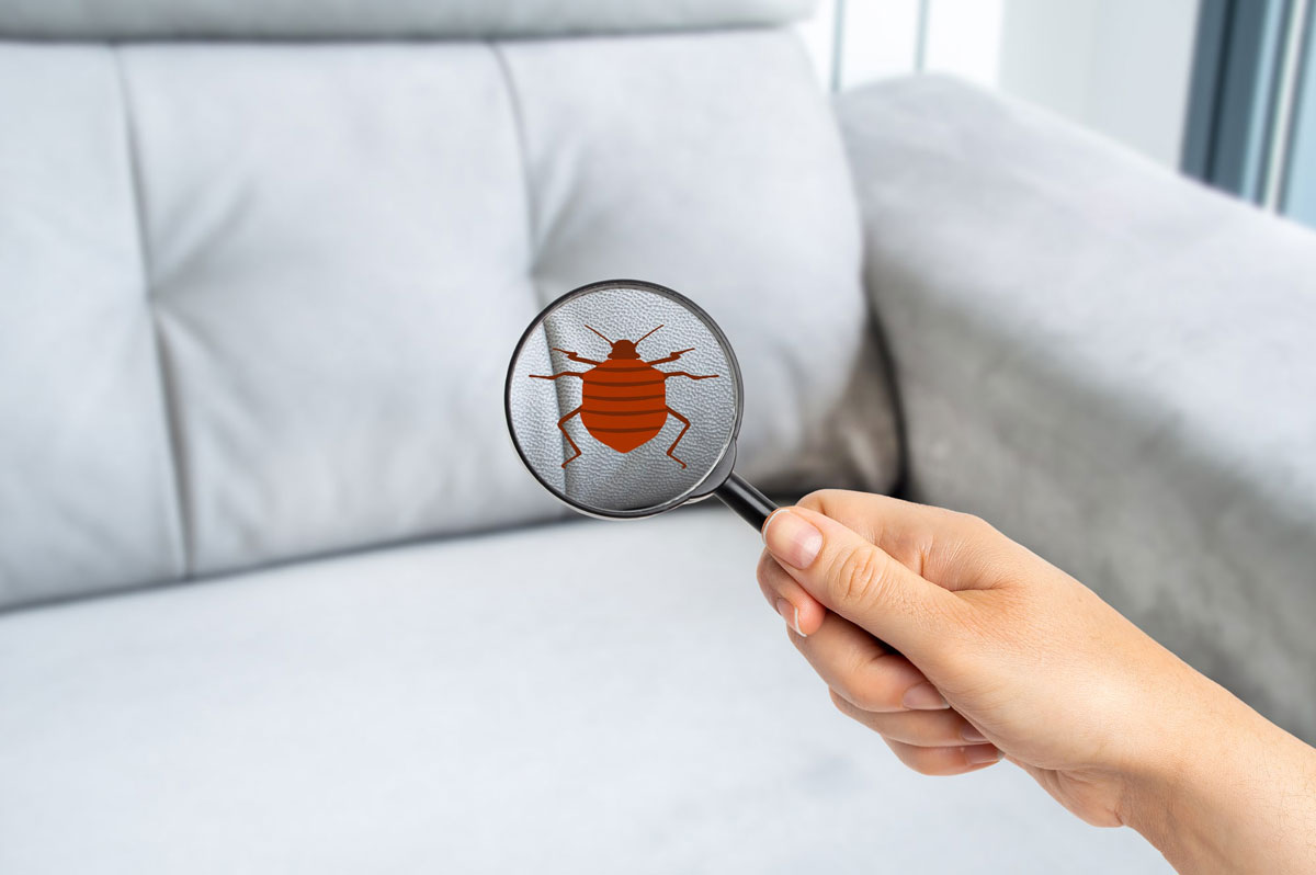 Unusual hiding spots for bed bugs and how to find them - Poulin's Pest ...