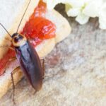 Cockroaches Kitchen