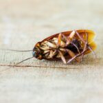 EcoFriendly Extermination