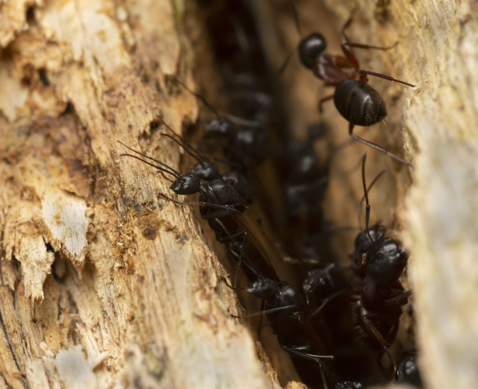 Behind the Boards: Understanding Carpenter Ant Behavior and Infestation ...