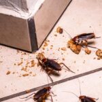 Cockroaches eating a cookie