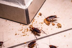 Cockroaches eating a cookie