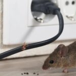 Mouse near chewed electrical wiring