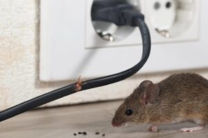 Mouse near chewed electrical wiring