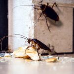 Cockroaches infestation in a healthcare facility