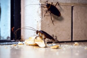 Cockroaches infestation in a healthcare facility