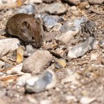 A close-up image of a field vole foraging on rocky ground
