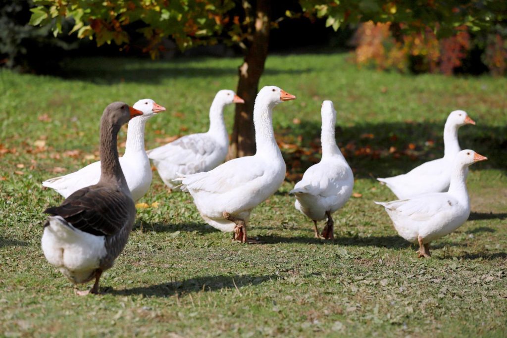 A flock of geese in the backyard of a private property