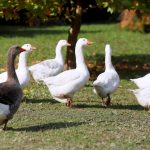 A flock of geese in the backyard of a private property