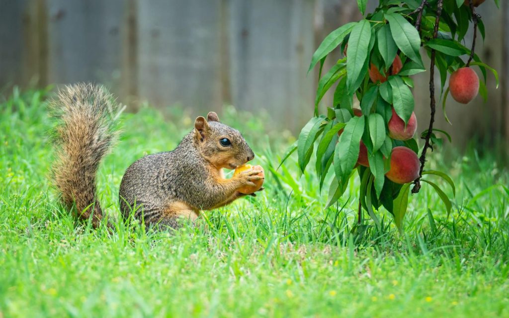 A hungry squirrel is eating a peach in the garden