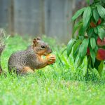 A hungry squirrel is eating a peach in the garden